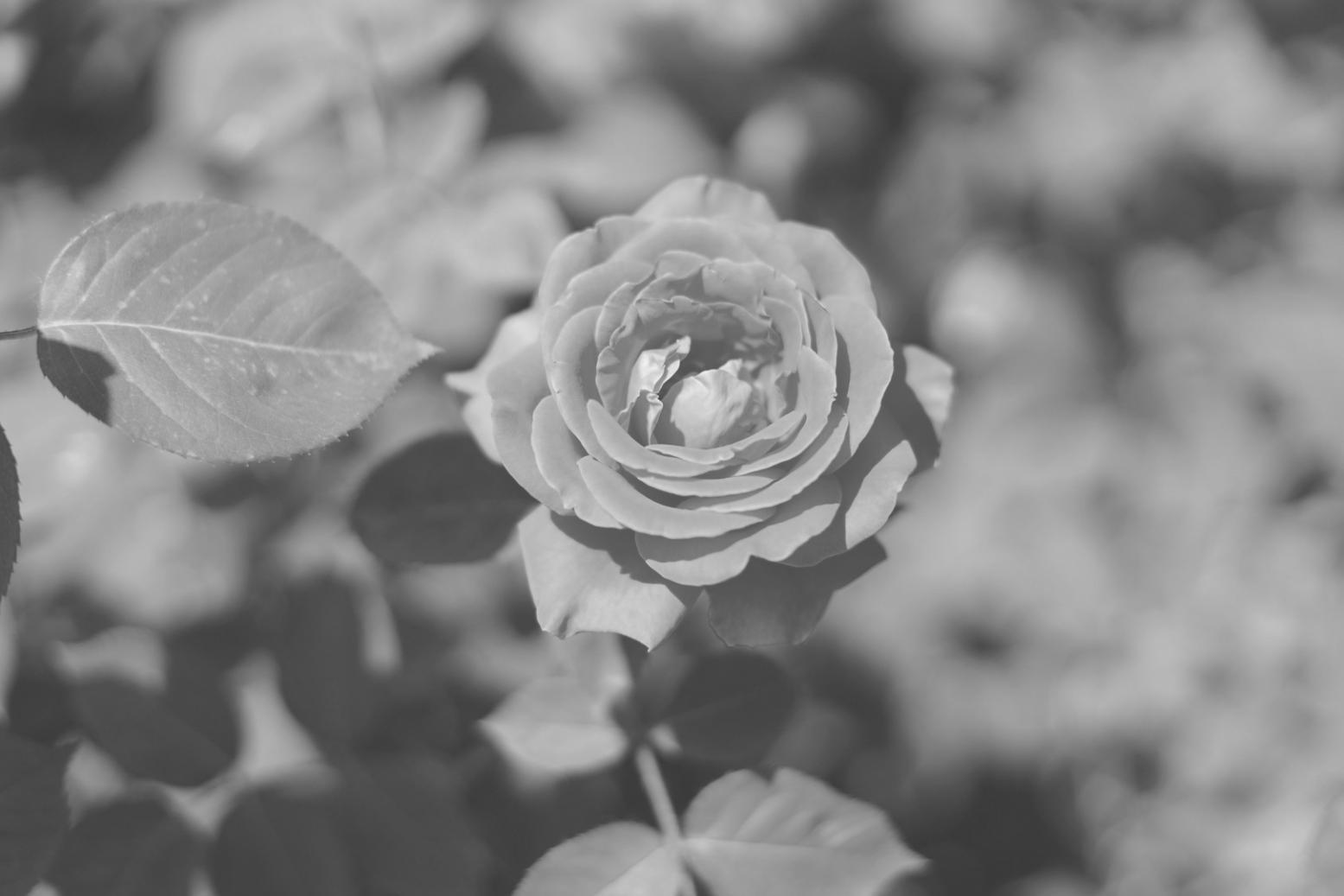 Sonbahar çiçek düzenleme atölyesi çalışması