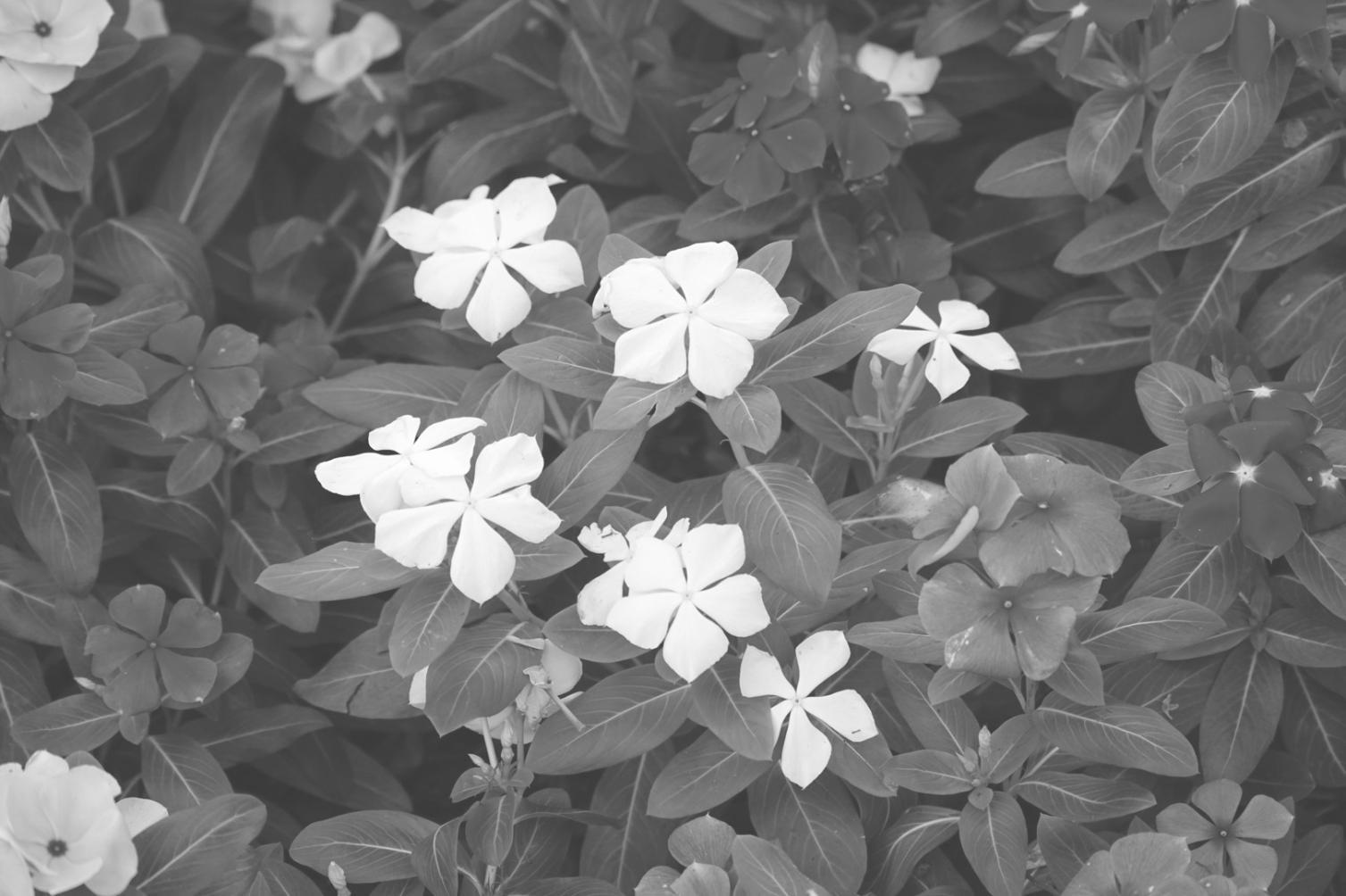 Uygulamalı çiçek düzenleme dersi